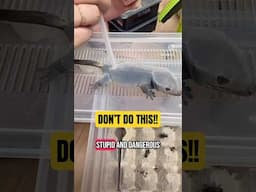 Dangerous Reptile TikTok Trend Needs To STOP