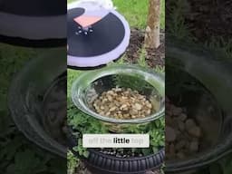 EASY Solar Fountain Hack You’ll Wish You Knew Sooner!