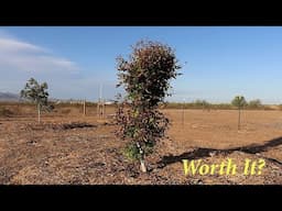 Trees We Won't Grow Again + Q&A  | The Desert Farmer Podcast -  Episode 56