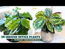 20 Indoor Office Plants to Boost Your Workspace