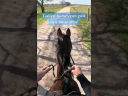 Gaited horses can gait on a loose rein!