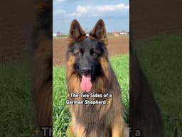The two sides of a German Shepherd #dogs #leofucarev