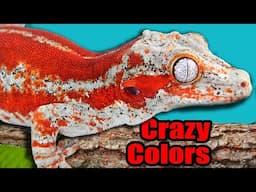 Gargoyle Collection Tour + 50 Year Old Gecko?!