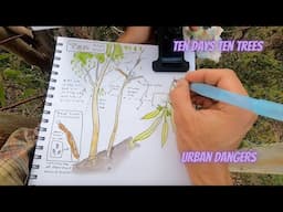Ten Days Ten Trees: Urban Trees in San Diego