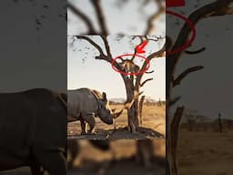 An angry rhino attacks the leopard on the tree! #shorts #animals #rhino