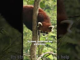 Secrets of the Cute and Ambitious Red Panda!