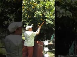 Boost #Citrus Production by #Pruning Your #Fruit Trees #gardening #treework #lemonade