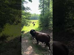 Moving the cows on a beautiful North Carolina morning! #cattlefarm #smallranch