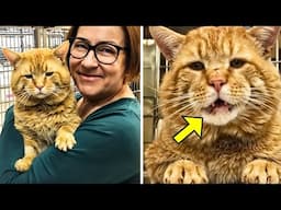 Woman Brings Giant Talking Cat To Shelter, Then It Says ONE Shocking Word!
