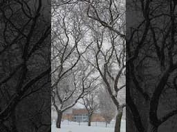 The Beauty of Winter #snow