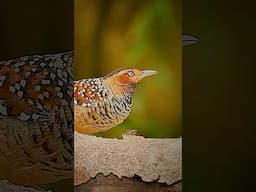 A Birdwatching Journey #shorts #Birdwatching