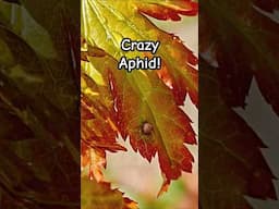What happened to these aphids ? #japanesemaple #bonsai #pests #parasite