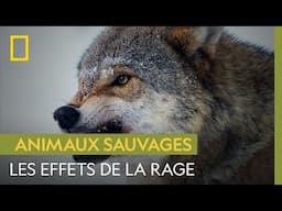 Comment la rage change le comportement des animaux