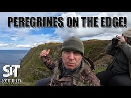 Sometimes the Images Don't Matter - Peregrine Falcons on the Edge!