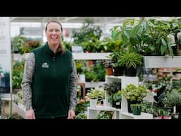 PETITTI Peperomia Spotlight | How to Grow, Propagate & Care For Baby Rubber Plant