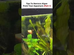 Getting Rid of Aquarium Algae