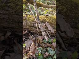 Other spring mushrooms!! #nature #ediblemushroom #morelmushroom #forageharvest