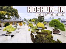 Le Jardin de la Sérénité, Hoshun-In Bonsai Garden 芳春院の盆栽コレクション 🌱 NEJIKAN BONSAI 🌱