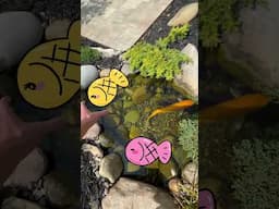 Do the koi get stuck??? #backyardoasis #koipond #koi