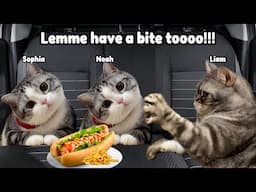 CAT MEMES FAMILY’S CHAOTIC ROAD TRIP