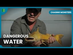 Best of Cyril Chauquet: Giant Fish Encounters | Chasing Monsters