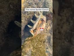 What is a Spider Conch snail?