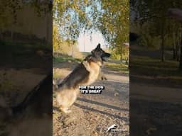 Know More About These Popular Dog Sports! #dogs #dog #dogsports