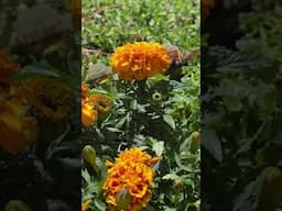 Marigolds: My Top 10 annuals  #garden #plantssparkjoy #gardendesign #flowers