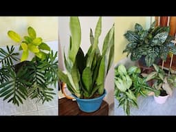 As melhores Plantas para ter dentro de casa.