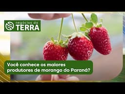 Você conhece os maiores produtores de morango do Paraná? - Negócios da Terra (19/04/2025)