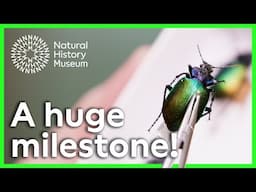 New discovery made when digitising our six millionth specimen | Natural History Museum