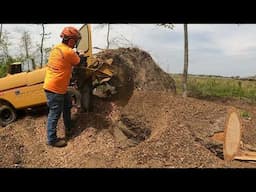 Stump Grinding This Root ball Was A Challenge