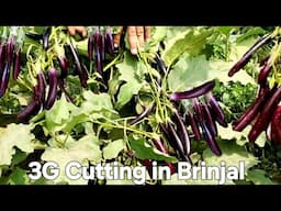 3g cutting in brinjal | 3g cutting plant | brinjal 3g cutting | brinjal plant growing