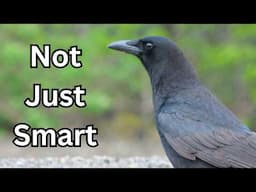 How Crows Conquered The World