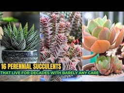 16 Perennial Succulents That Live for Decades With Barely Any Care