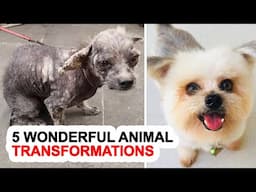5 Wonderful Animal Transformations