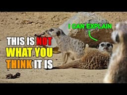 The Meerkats | English Assigment