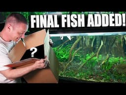FINAL FISH ADDED to 700 gallon planted aquarium - The king of DIY