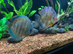 Someone long-term Anoxic aquariums by hobbyist and how they’re doing.