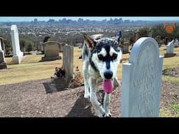 Incredible Vets Save Husky in SCORCHING 105 Degree Texas Heat in Cemetery
