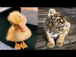 AWW Animals SOO Cute! Cute baby animals Videos Compilation cute moment of the animals #7 2025