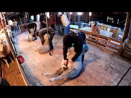 Old Shearing Shed In Montana