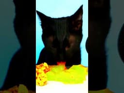 Cat ASMR Eating Green Mukbang 💚