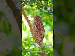 Fish eye owl