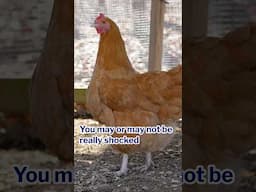 1 Chicken. 80lbs of Food Waste. Zero Clucks Given.