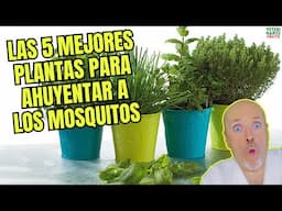 🌿🦟 LAS 5 MEJORES PLANTAS PARA AHUYENTAR A LOS MOSQUITOS 🚫🍃