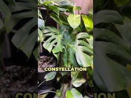 WE HAVE UPDATES!!!  #tropicalplant #monstera #thaiconstellation