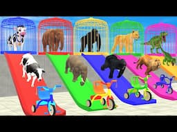 Long Slide Game with Cow Elephant Lion Gorilla Tiger T-Rex Choose The Right Baby Animals Cage Game