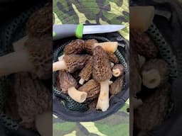 Morel Mushroom Harvest Tips