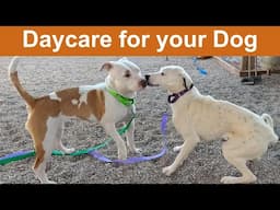 Dog TV Daycare #35